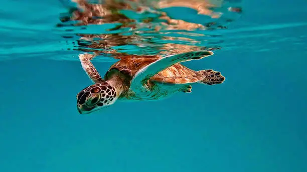 A green sea turtle gracefully gliding through crystal-clear waters in Barbados.