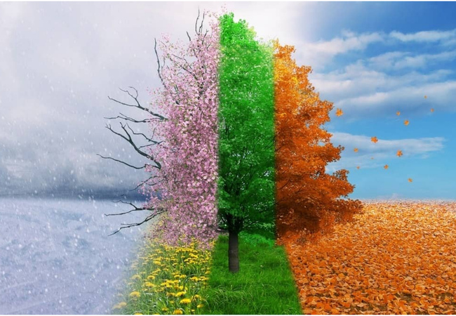 1 tree divided in 4 different season